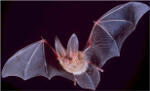 Therebreathersite Bat Cave Rebreather 001