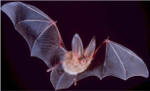 Therebreathersite Bat Cave Rebreather 002
