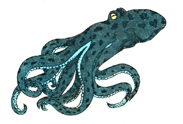 Kraken