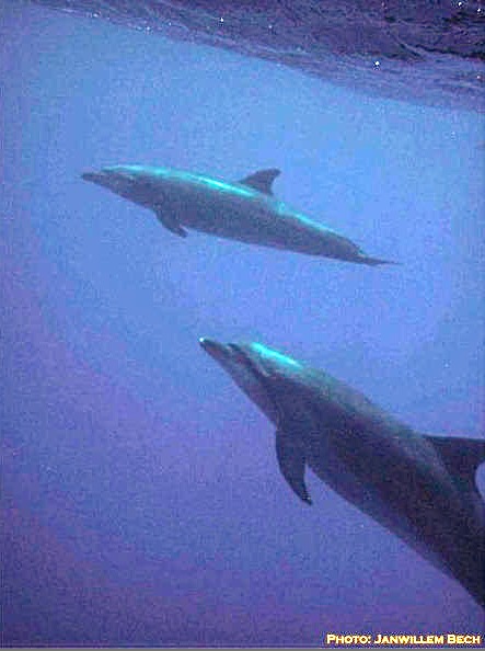 Therebreathersite dolphins